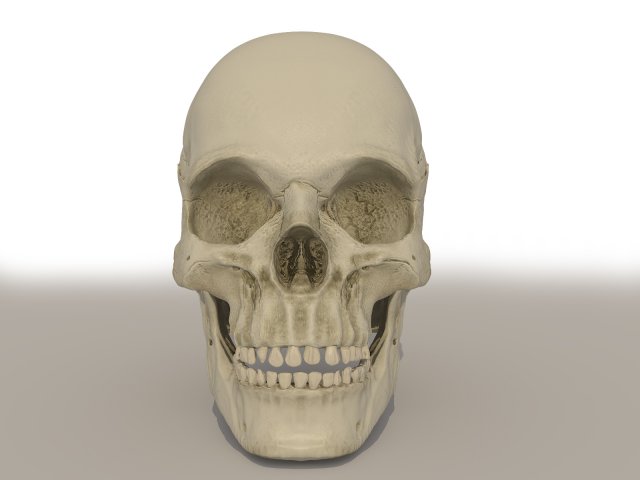 skull Modèle 3D .c4d .max .obj .3ds .fbx .stl .blend 