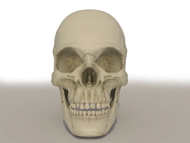 cr&acirc;nio Modelo 3D .c4d .max .obj .3ds .fbx .stl .blend 