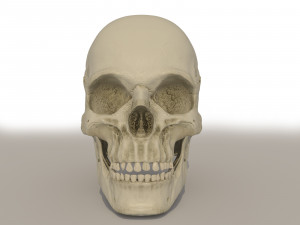 skull 3D Model