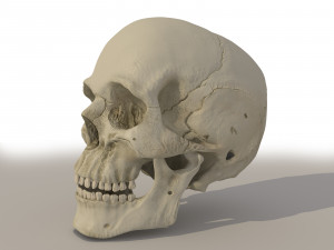 skull Modèle 3D