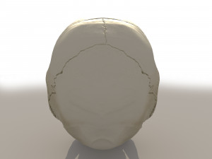 skull Modèle 3D