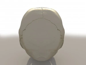 cr&acirc;nio Modelo 3D
