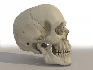 cr&acirc;nio Modelo 3D