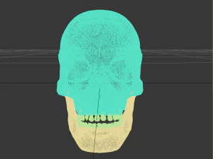 cr&acirc;nio Modelo 3D