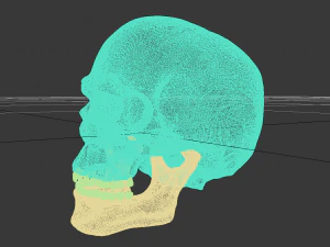 cr&acirc;nio Modelo 3D