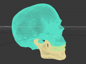 skull Modèle 3D