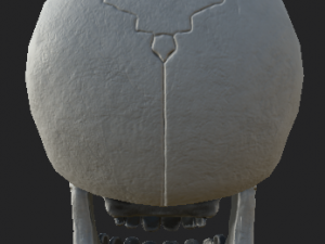 human skull 3D-Modell
