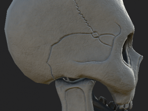 human skull 3D-Modell