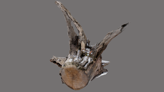 recumbent root Model 3D .c4d .max .obj .3ds .fbx .stl .blend 