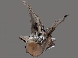 recumbent root 3D Model