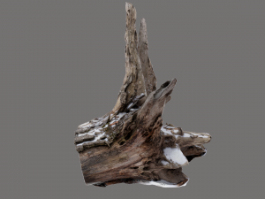 recumbent root Model 3D