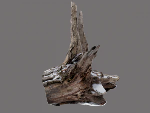 ra&iacute;z yacente Modelo 3D