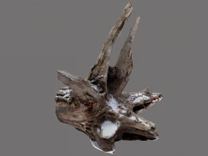 ra&iacute;z yacente Modelo 3D