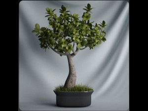 20 sets of C4D plants 3Dモデル