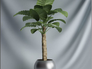 20 sets of C4D plants 3Dモデル