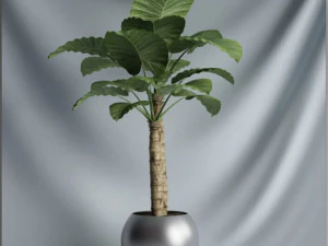 20 sets of C4D plants 3D Model