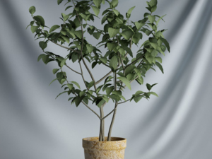 20 sets of C4D plants 3Dモデル