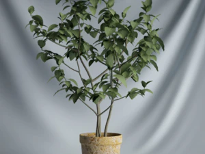 20 sets of C4D plants 3D Model