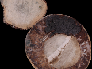 17 tree rot pile C4D OBJ format Modelo 3D