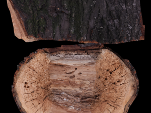 17 tree rot pile C4D OBJ format Modelo 3D