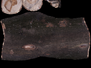 17 tree rot pile C4D OBJ format Modelo 3D