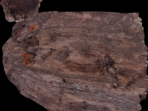17 tree rot pile C4D OBJ format Modelo 3D