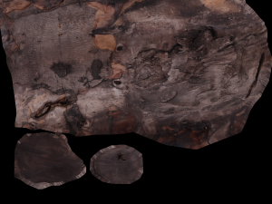 17 tree rot pile C4D OBJ format Modelo 3D