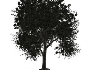 20 kinds of trees and shrubs in C4D OBJ format 3D Model