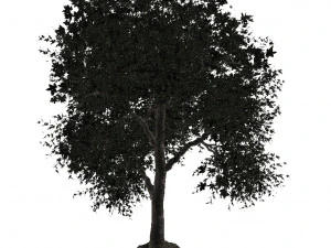 20 kinds of trees and shrubs in C4D OBJ format 3D Model