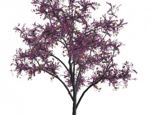 20 kinds of trees and shrubs in C4D OBJ format 3D Model