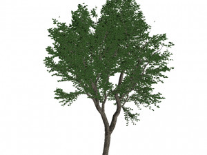20 kinds of trees and shrubs in C4D OBJ format 3D Model
