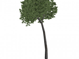 20 kinds of trees and shrubs in C4D OBJ format 3D Model