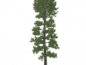 20 kinds of trees and shrubs in C4D OBJ format 3D Model