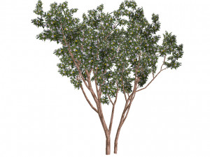 20 kinds of trees and shrubs in C4D OBJ format 3D Model