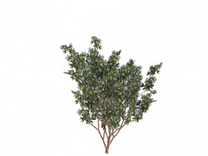 20 kinds of trees and shrubs in C4D OBJ format 3D Model