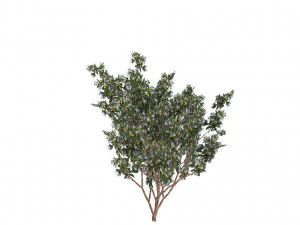 20 kinds of trees and shrubs in C4D OBJ format 3D Model