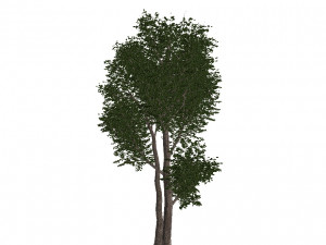 20 kinds of trees and shrubs in C4D OBJ format 3D Model