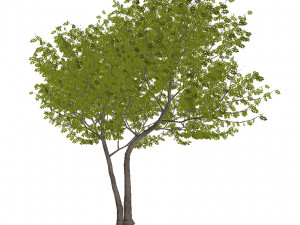 20 kinds of trees and shrubs in C4D OBJ format 3D Model