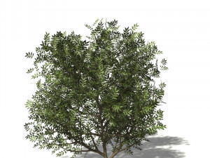 20 kinds of trees and shrubs in C4D OBJ format 3D Model