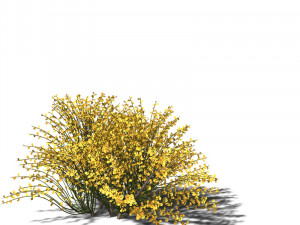 20 kinds of trees and shrubs in C4D OBJ format 3D Model