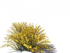 20 kinds of trees and shrubs in C4D OBJ format 3D Model