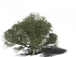 20 kinds of trees and shrubs in C4D OBJ format 3D Model