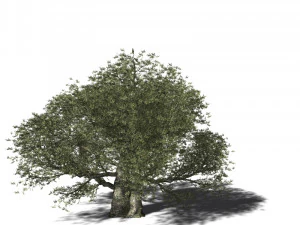 20 kinds of trees and shrubs in C4D OBJ format 3D Model