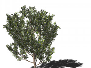20 kinds of trees and shrubs in C4D OBJ format 3D Model