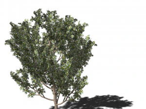 20 kinds of trees and shrubs in C4D OBJ format 3D Model