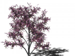 20 kinds of trees and shrubs in C4D OBJ format 3D Model