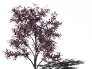 20 kinds of trees and shrubs in C4D OBJ format 3D Model