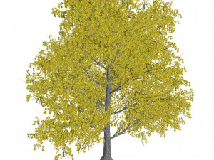 60 modelli di piante di pianura collinare Modello 3D