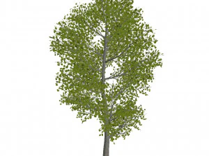60 models of hilly plains plants 3D Model