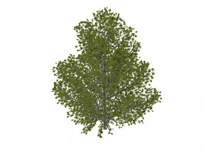 60 models of hilly plains plants 3D Model